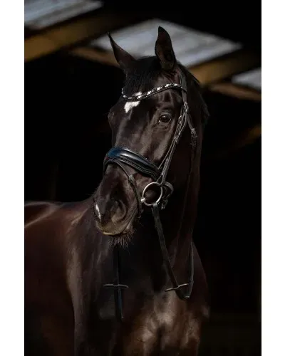 HB_Showtime_Dark_Eagle