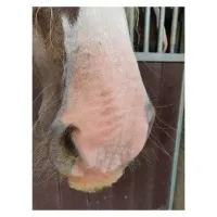 Excellent_Horse_Sunblock_Cream_SPF_30_150_g_2