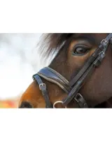 HB_Showtime_Welsh_Bridle_Rocky_Glitter_3