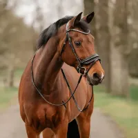 HOOFDSTEL_FILIUS_3
