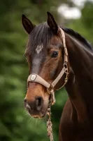 Halster_Cavalpawel_mocha_latte_1