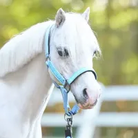 Halster_HVPNena_Powder_blue_1