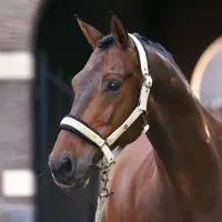 Halster_IRHJewel_Mesh_Light_Olive_1