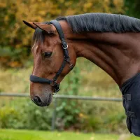 Halsterset_Avenna_black_1