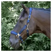 Halsterset_Denici_Cavalli_Purple_Passion_Satin_1