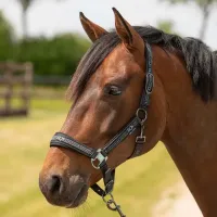 Halsterset_Equestrian_Society_coffee_quartz_1