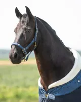 Halsterset_Lily_Navy_3