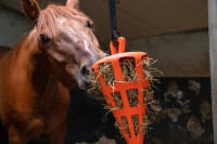 Hay_Slowfeeder_Fun_and_Flex_22_cm_oranje_Wortel_1