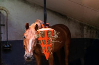 Hay_Slowfeeder_Fun_and_Flex_22_cm_oranje_Wortel_2