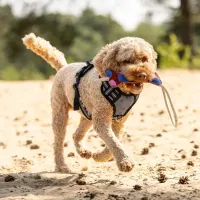 Hondenspeelgoed_collection_1