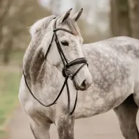 Hoofdstel_Gatsby_black_silver_3