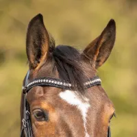 Hoofdstel_Skye_6