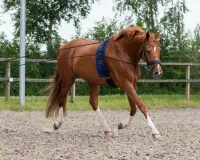 Longeerlijn_dubbel_3