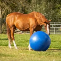 Paardenvoetbal_pink_80_100cm_1