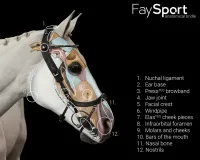 Presteq_Hoofdstel_FaySport_4