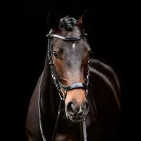 Presteq_Hoofdstel_FaySport_5