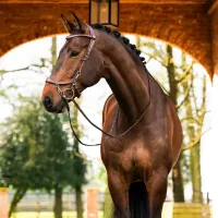 Presteq_Hoofdstel_FaySport_Brown_6