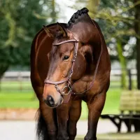 Presteq_Hoofdstel_FaySport_Brown_7