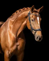 Presteq_Hoofdstel_Faysport_Glitter_black_3