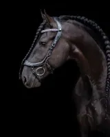 Presteq_Hoofdstel_Faysport_Glitter_black_4