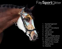 Presteq_Hoofdstel_Faysport_Glitter_black_5