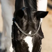 Presteq_Hoofdstel_Faysport_Shine_black_2