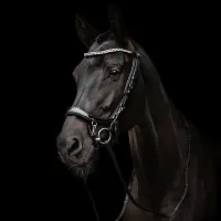 Presteq_Hoofdstel_Faysport_Shine_black_7