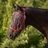 Vliegenfrontriem_collection_Sunset_red_1