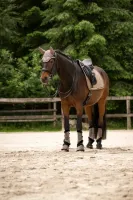 Zadeldek_Cavalpolly_Mocha_latte_1