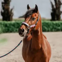 halsterset_Akira_Holographic_1