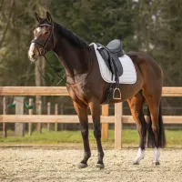 zadeldek_Firenze_white_5