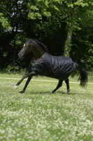 Bucas_Irish_Turnout_Light_50__Black_gold